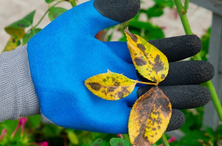 Discover effective tips for removing black spots from rose bushes and keeping your flowers in perfect health!