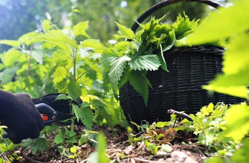 Discover how nettle can boost your tomatoes: the best preventive tip for a thriving vegetable garden