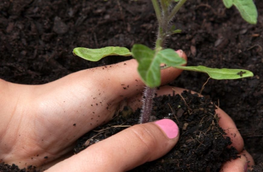 Discover the latest deadline for planting your tomatoes and the reasons behind this timing!