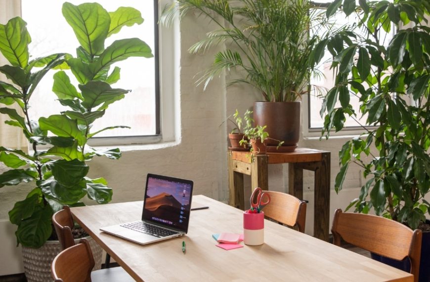 Découvrez la plante qui absorbe naturellement l'humidité chez vous : astuces pour un intérieur plus sain