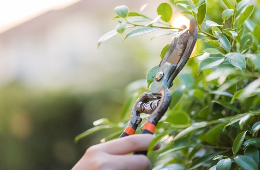 Find out which trees and shrubs shouldn’t be pruned in May to protect their growth and your garden’s biodiversity!