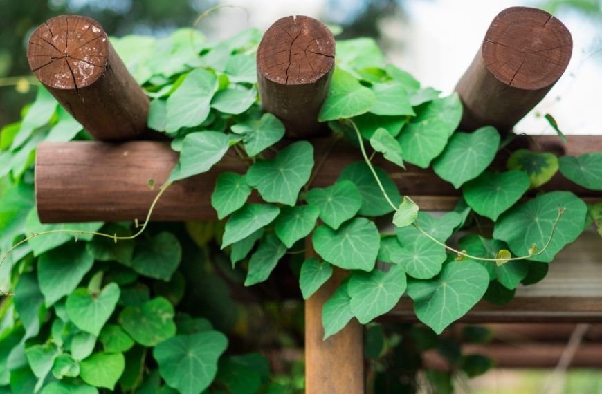 Four fragrant climbing plants ideal for embellishing a garden gazebo?