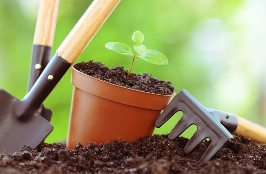 Gardening tips: discover the must-do jobs to get started in May