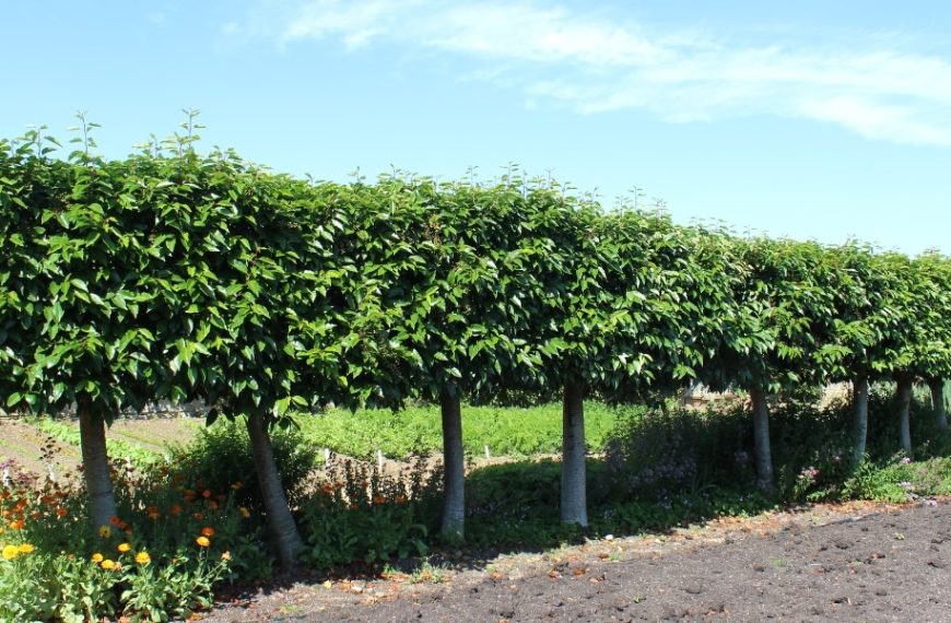 Gardening tips: find the ideal laurel for your hedge and advice for successful planting