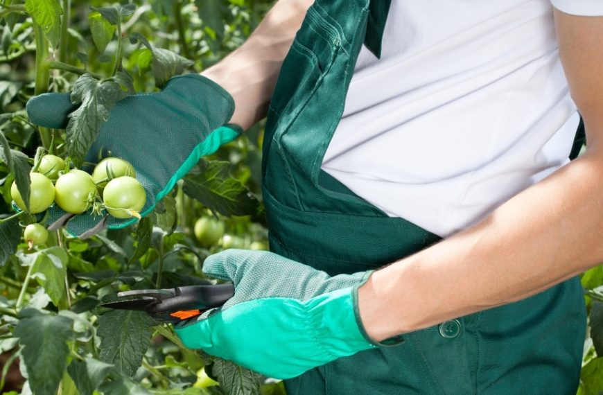 Gardening tips: understand why you shouldn’t prune tomatoes and discover the advantages and disadvantages in our complete guide