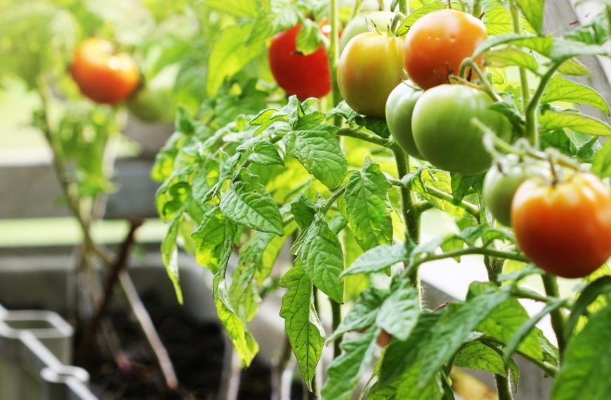 Growing cherry tomatoes in pots: discover the best tips for a bountiful harvest