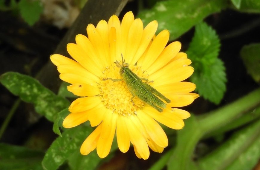 How to keep locusts out of your garden: tips to protect your crops