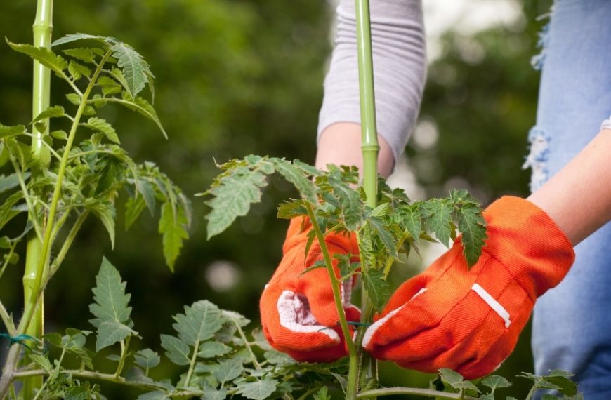 How to make your own tomato rack: our economical and practical solutions for a tidy garden