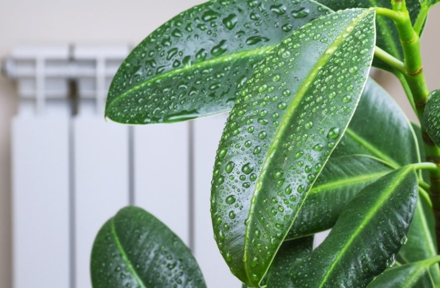 Comment dire adieu à l'humidité dans votre maison : Des astuces simples à suivre