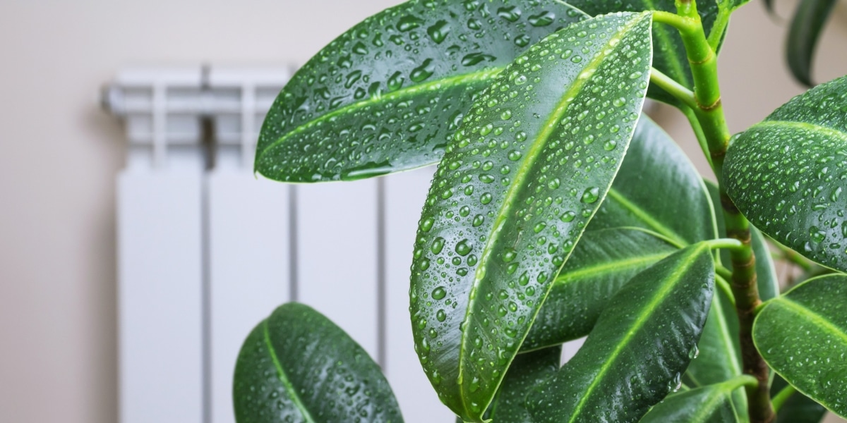 Comment dire adieu à l'humidité dans votre maison : Des astuces simples à suivre