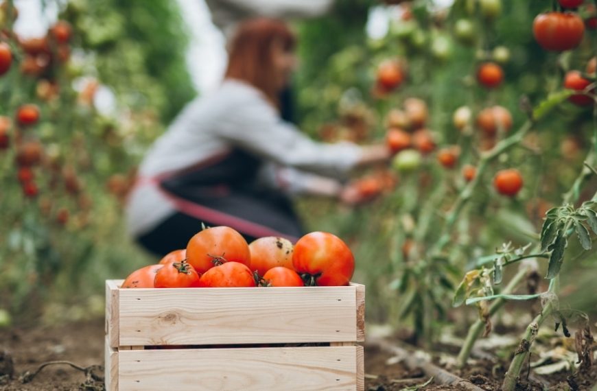 Maximize your harvest: learn these 4 pruning techniques to increase your tomato production by 30%.