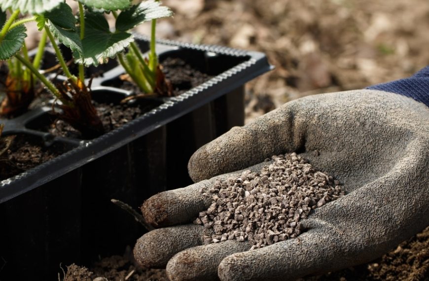 Maximize your strawberry crop: find out which fertilizer to use and the best time to apply it