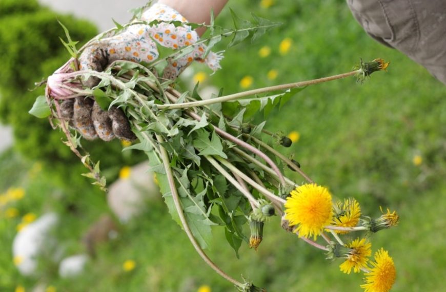 Practical tips for recycling weeds: knowing which ones to tolerate and which ones to fear