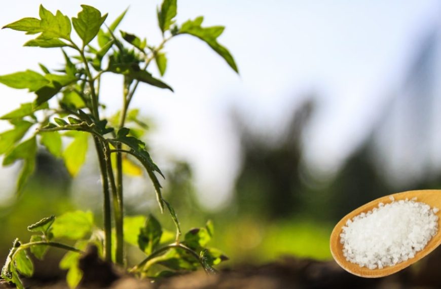 The 4 surprising benefits of Epsom salt for your tomato plants!