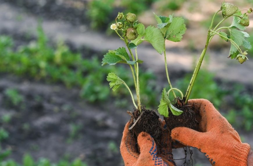 Tips for transplanting strawberry plants: discover the ideal timing