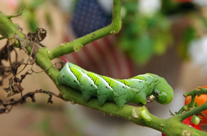 Tips to protect your young tomato plants: 4 pests to watch out for and our advice on how to repel them