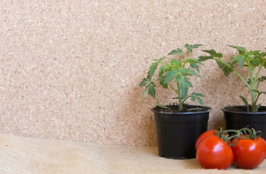 Trouble-free tomato growing: 4 common mistakes to avoid for thriving plants