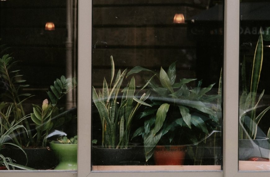 Quel type de plante est adapté pour être derrière une baie vitrée ?