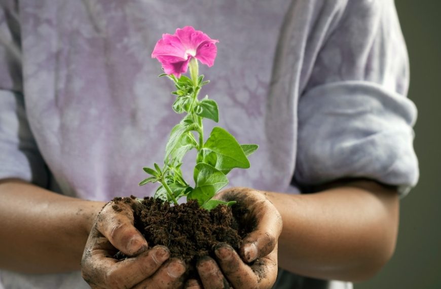 Which flowers to sow in May for a colorful garden that lasts until November?
