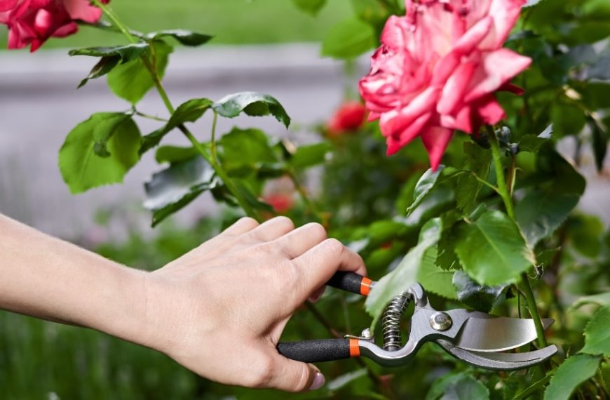 Why should you prune your roses in May? Find out why.