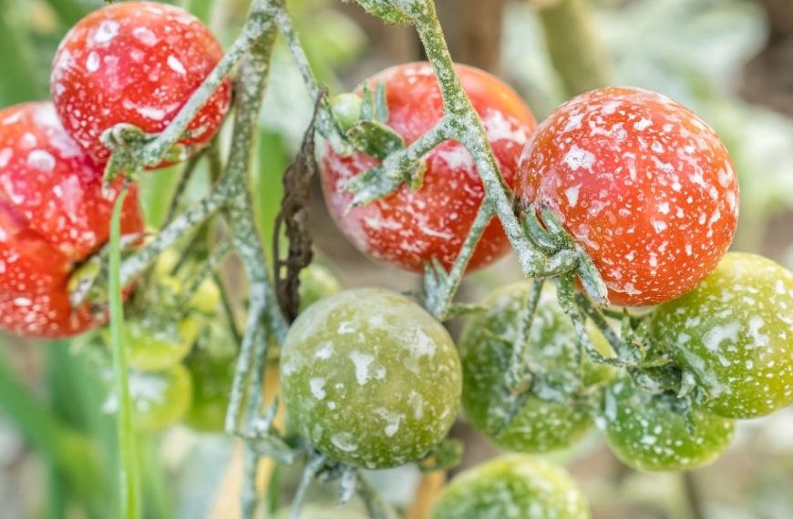 Why spray tomatoes with iodine: discover 3 miraculous uses