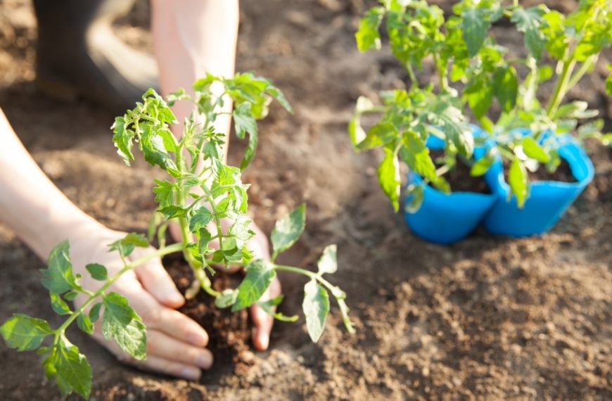 Découvrez les compagnons idéaux et les voisins à éviter pour vos tomates au jardin !