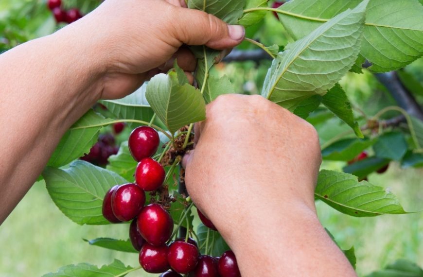 Récolte des cerises : astuces et signes pour choisir le bon moment et les cueillir à maturité