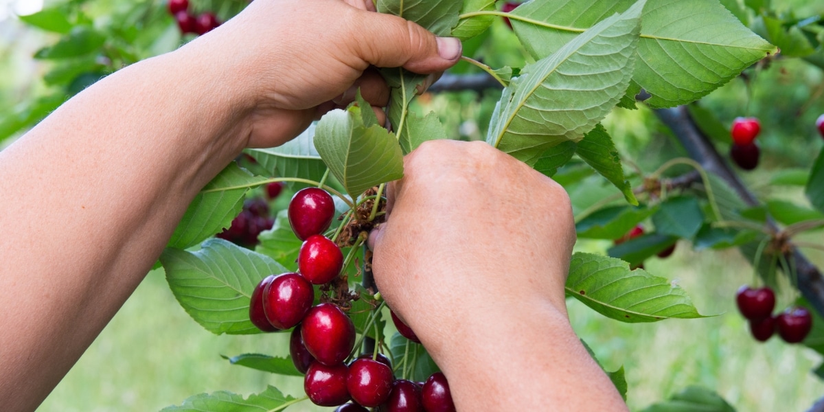 Récolte des cerises : astuces et signes pour choisir le bon moment et les cueillir à maturité