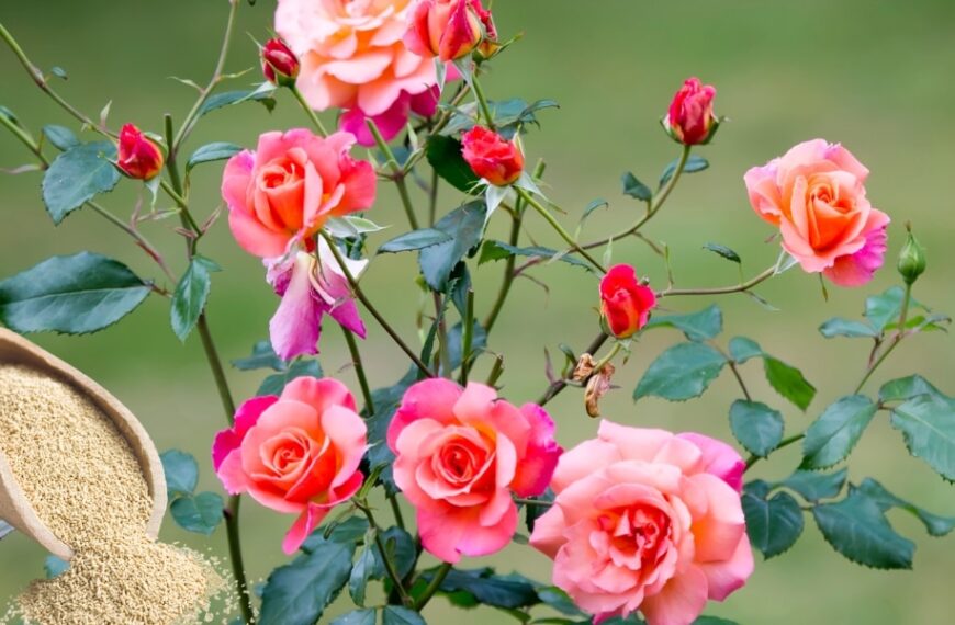 Voici comment utiliser la levure pour stimuler la floraison des rosiers dans votre jardin !