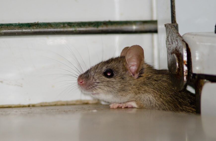 Comment faire fuir les rats des WC et éviter leur retour sans faire appel à des professionnels ?