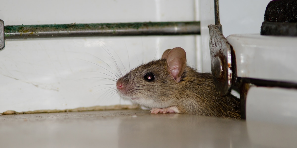 Comment faire fuir les rats des WC et éviter leur retour sans faire appel à des professionnels ?