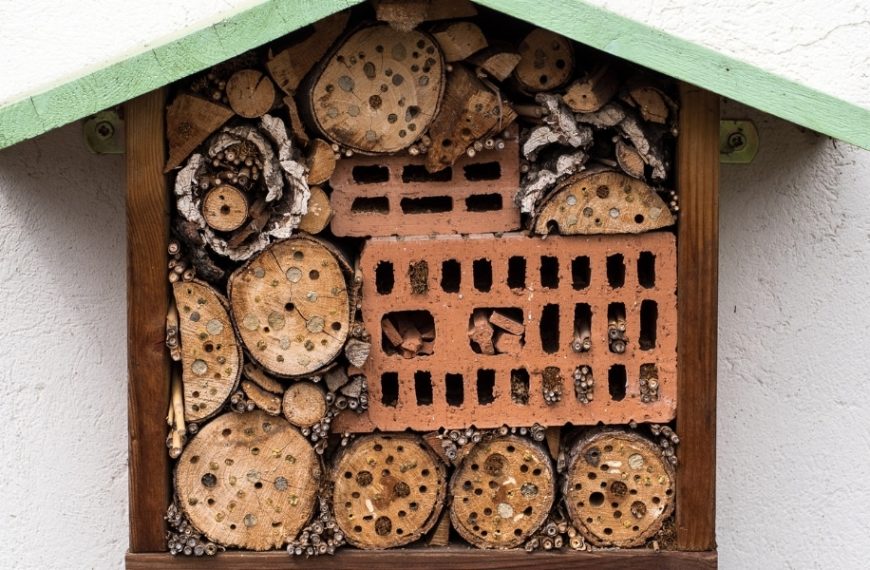 How to create a haven for ladybugs: attract your garden’s natural allies