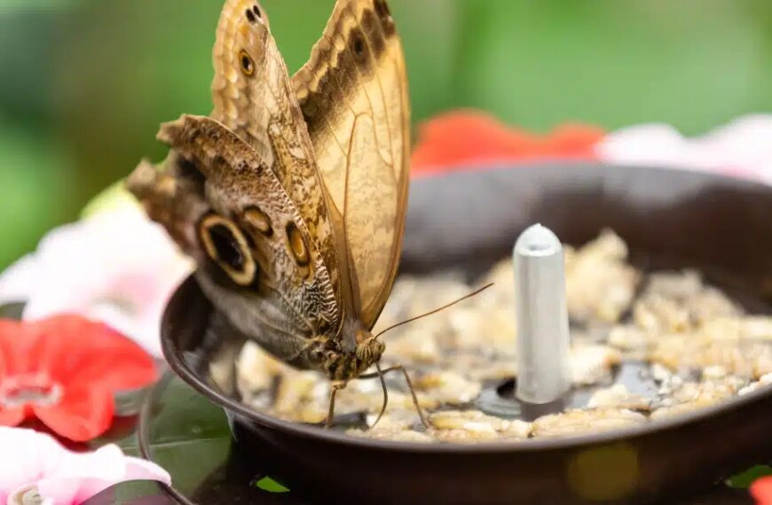 Comment créer facilement votre propre mangeoire à papillons pour égayer votre jardin ?