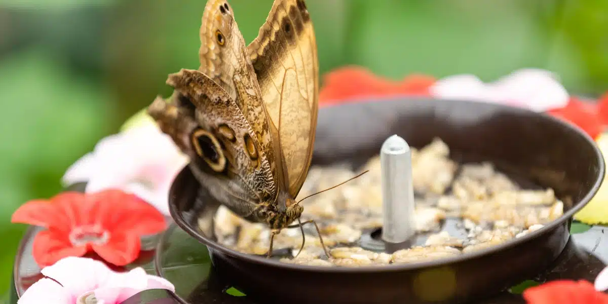 Comment créer facilement votre propre mangeoire à papillons pour égayer votre jardin ?