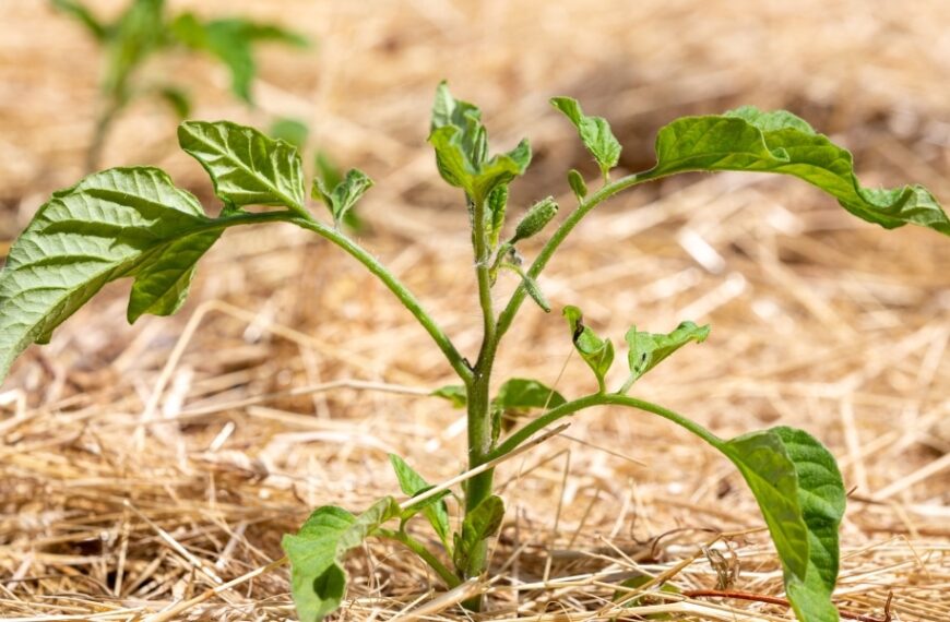 Comment pailler la tomate et économiser l'eau au potager ?