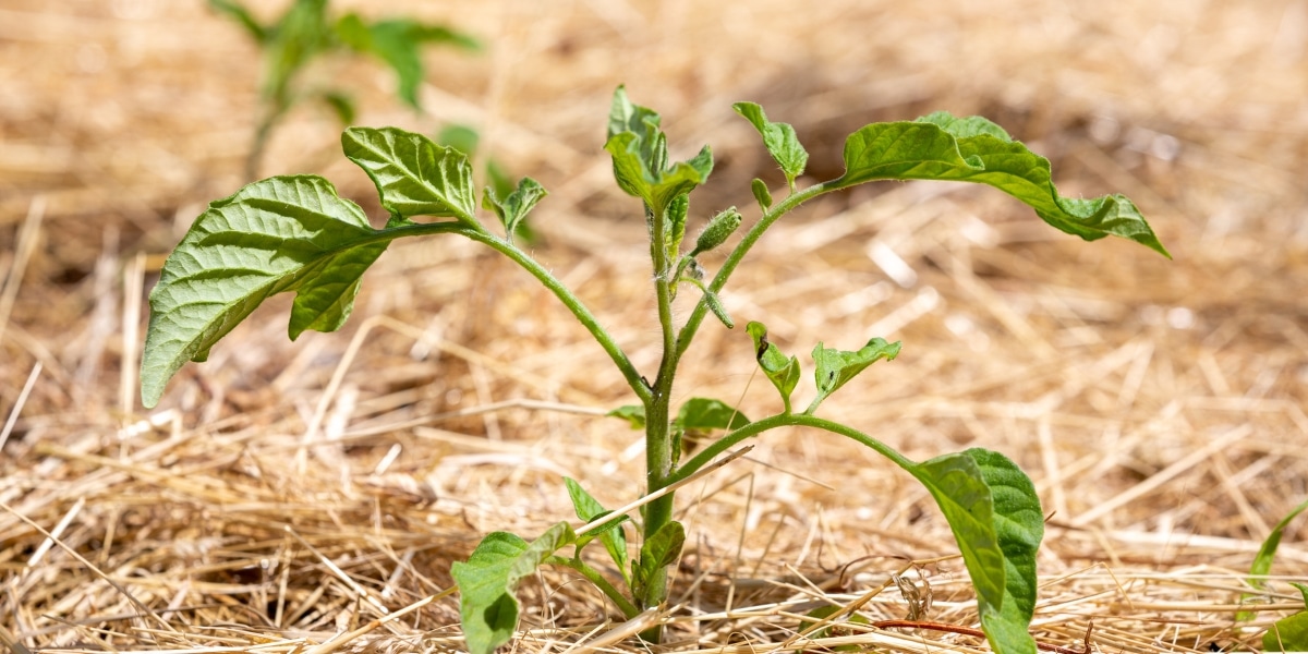Comment pailler la tomate et économiser l'eau au potager ?