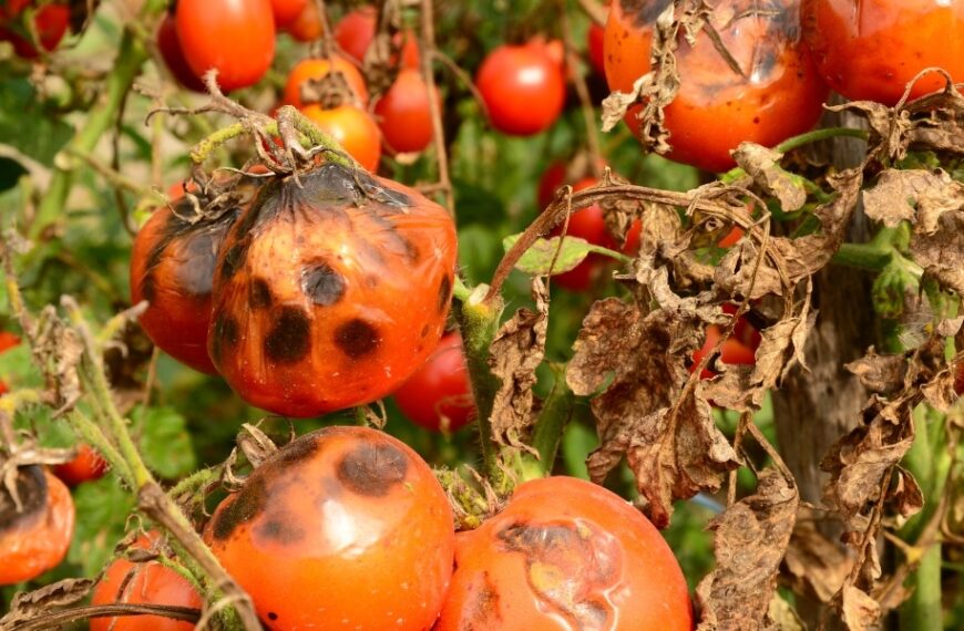 How to prevent and treat tomato blackleg with natural methods: practical tips for gardeners