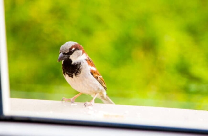Comment éviter que les oiseaux se cognent dans les vitres ? Comment les protéger ?