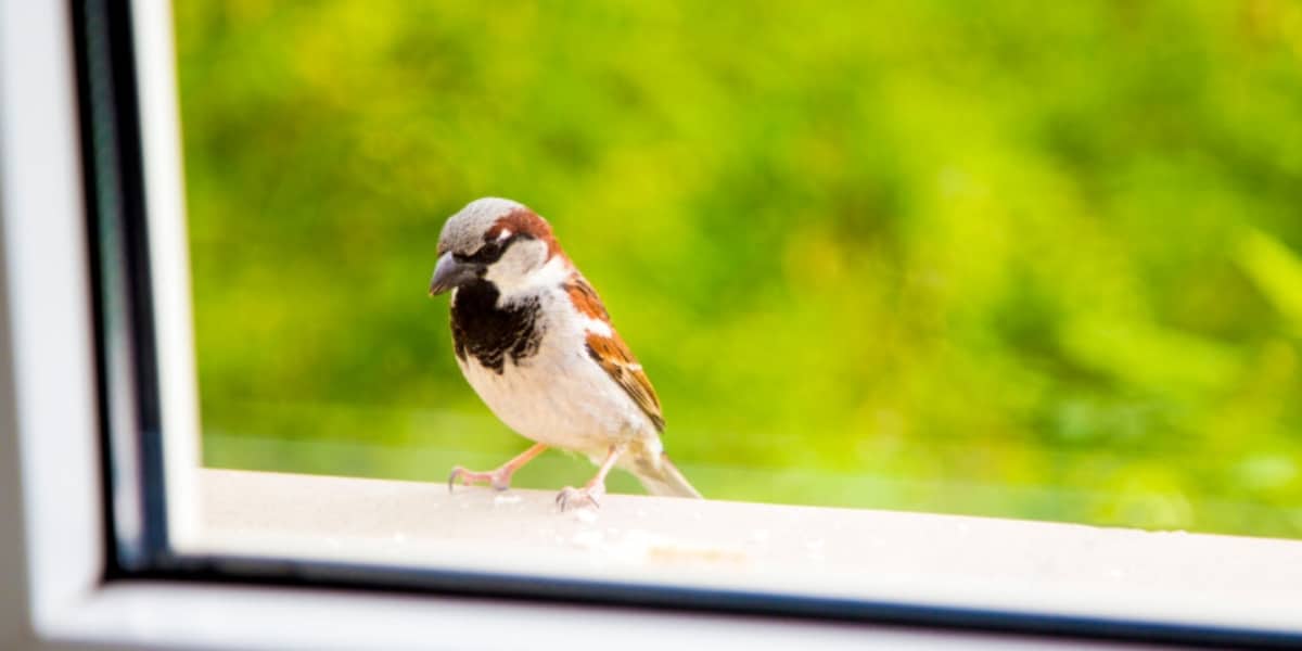 Comment éviter que les oiseaux se cognent dans les vitres ? Comment les protéger ?