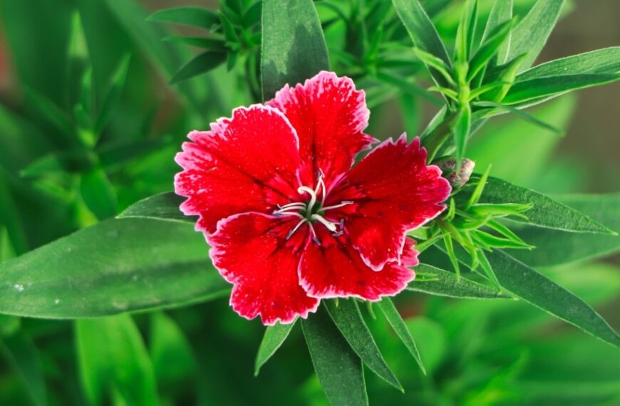Comment réussir la plantation de l’œillet parfumé  au jardin ?