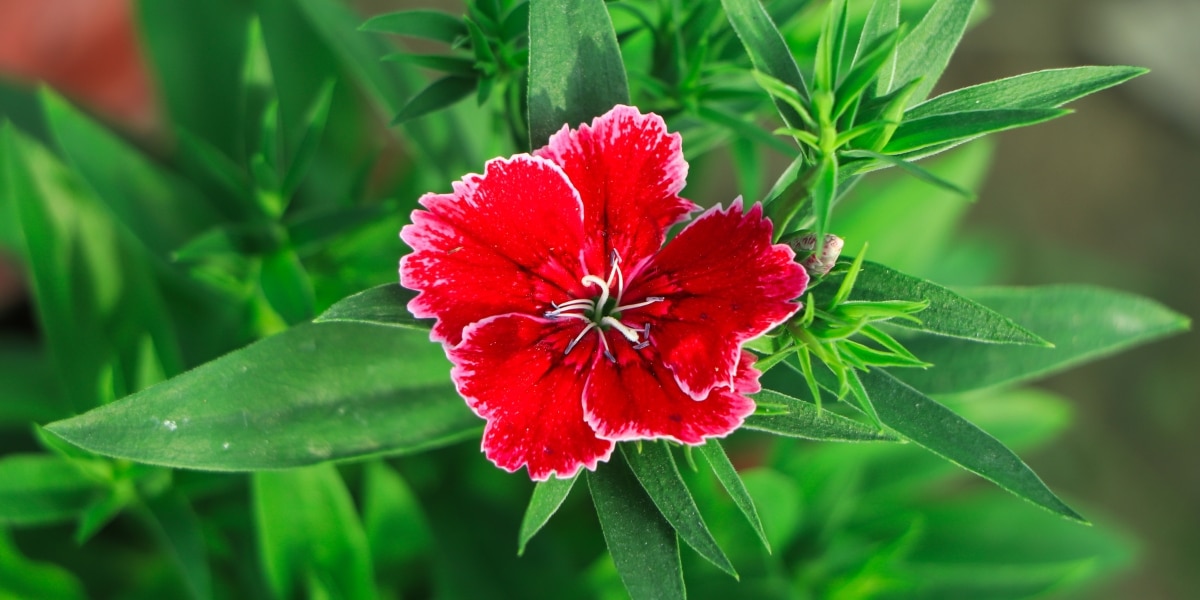 Comment réussir la plantation de l’œillet parfumé  au jardin ?