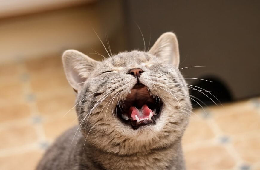 Comment comprendre les miaulements inexplicables de votre chat : symptômes, types et astuces pratiques