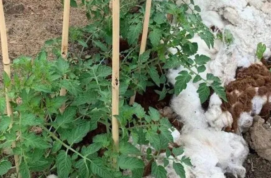 How to use sheep’s wool as mulch for your tomatoes: practical tips and benefits