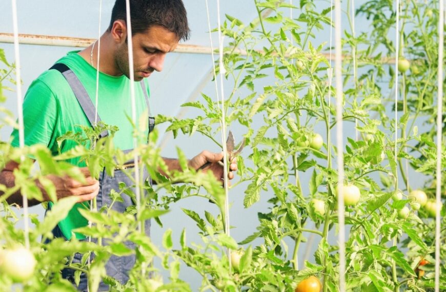 Comment utiliser les feuilles de tomates : découvrez 4 astuces de grand-mère pour embellir votre espace extérieur
