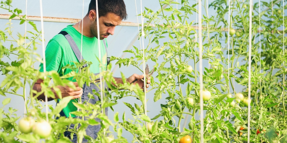 Comment utiliser les feuilles de tomates : découvrez 4 astuces de grand-mère pour embellir votre espace extérieur