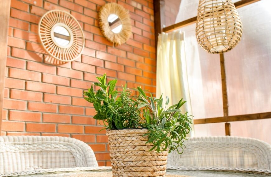 Astuces pratiques : découvrez quatre plantes naturelles pour éloigner les moustiques cet été