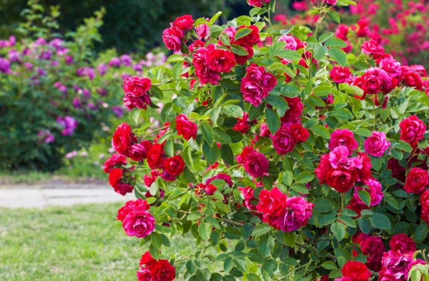 Protégez vos roses sans nuire à la nature : découvrez les meilleures techniques pour désherber autour des rosiers sans produits chimiques