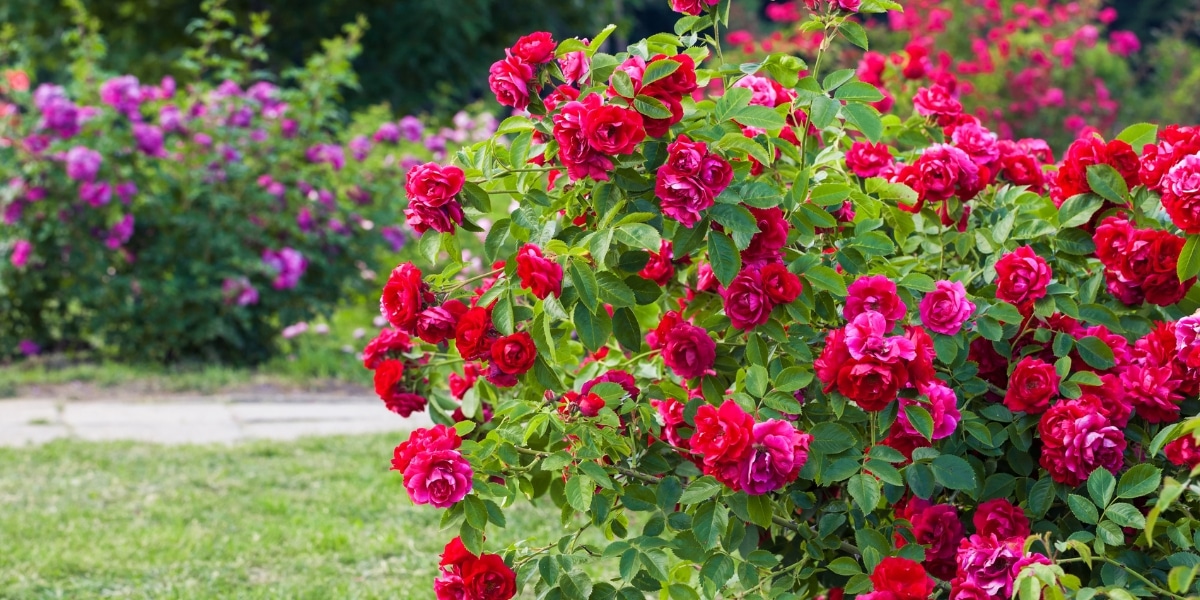 Protégez vos roses sans nuire à la nature : découvrez les meilleures techniques pour désherber autour des rosiers sans produits chimiques