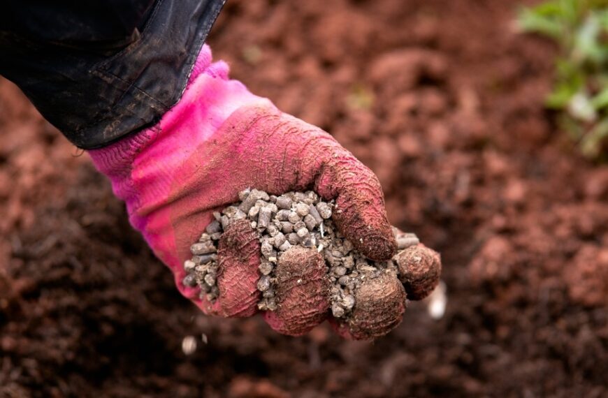 The ultimate guide to fertilizing your tomatoes: when and how to use chicken manure in your garden