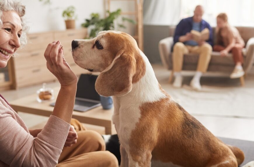 Conseils pour trouver le chien idéal pour les personnes âgées : découvrez notre sélection de top 3 races